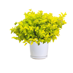 Golden Dust Duranta